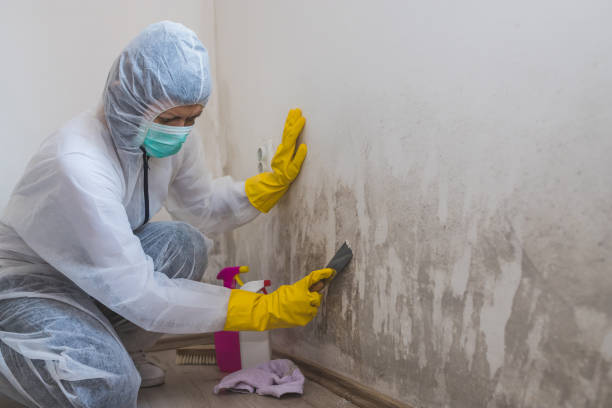 Mold Removal and Inspection in Nashville, TN
