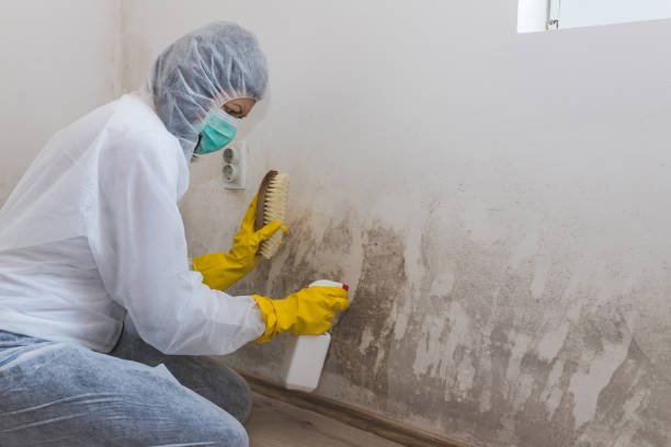  Nashville, TN Mold Removal Pros