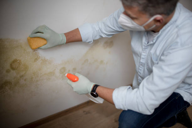 Home Mold Removal in Nashville, TN