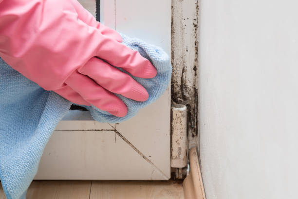 Best Mold Removal Process  in Nashville, TN