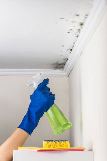 Best Emergency Mold Removal  in Nashville, TN